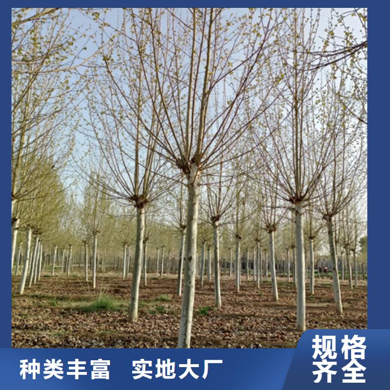 法桐秋紫白蜡多种场景适用诚信商家服务热情