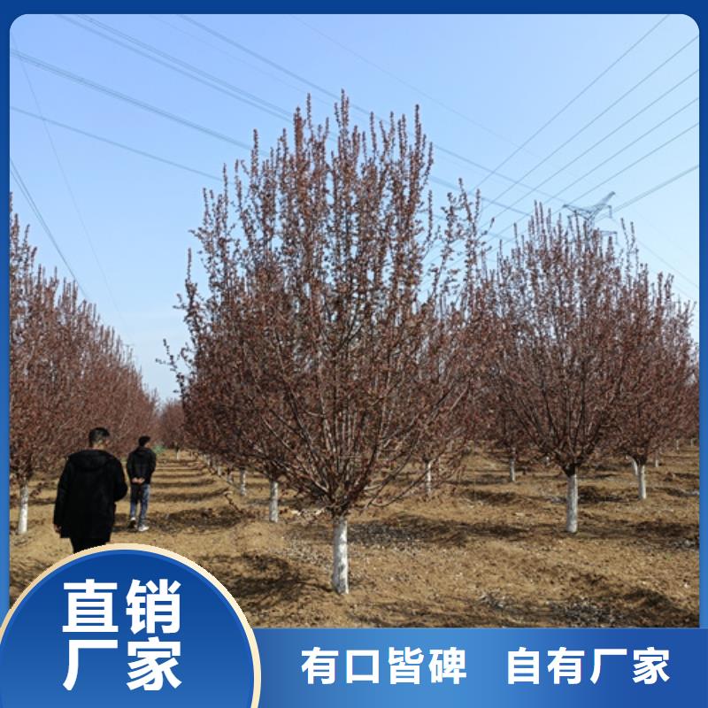 法桐质量好本地公司