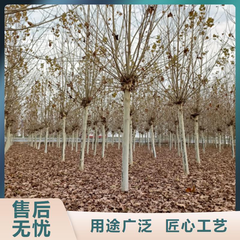 法桐白蜡放心购价格实惠工厂直供