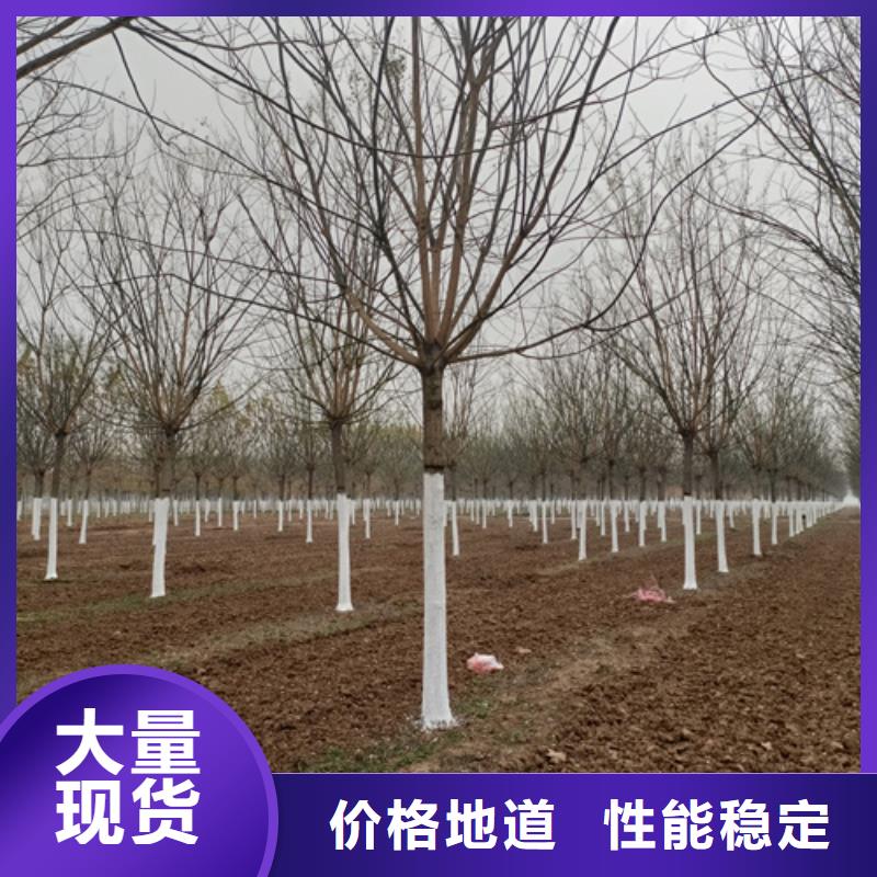 法桐黄金槐工厂批发为您精心挑选