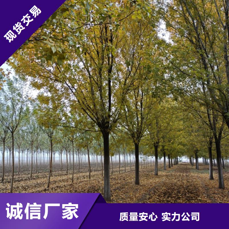 法桐美国红枫选择我们选择放心实力商家供货稳定