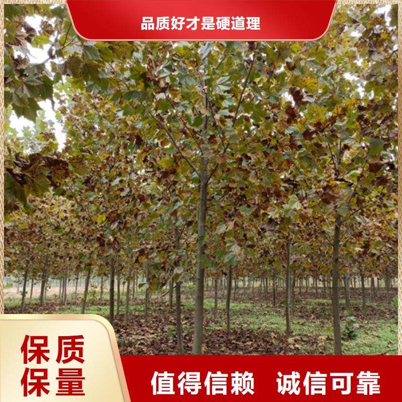 法桐黄金槐诚信可靠物美价优