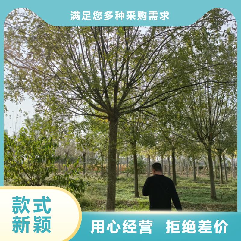 ​法桐厂家直销值得选择当地品牌