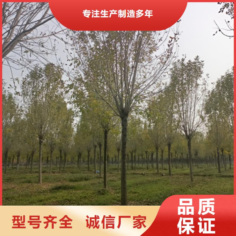 法桐金叶复叶槭品质优选本地厂家