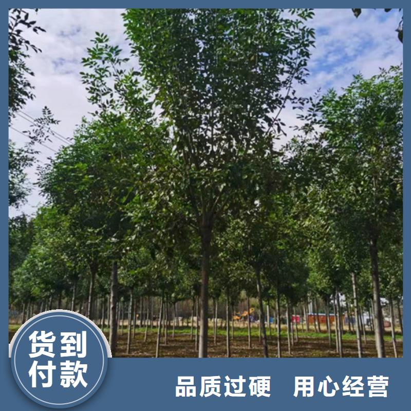 法桐_白蜡源头厂家快速发货