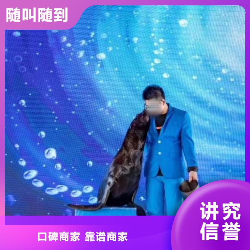 海洋主题动物表演-表演动物出租正规团队当地制造商