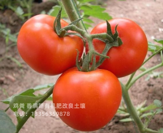 ​发酵鸡粪值得信赖本地品牌