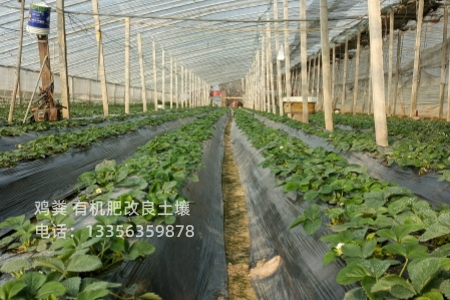 稻壳鸡粪价格谁知道专注生产N年