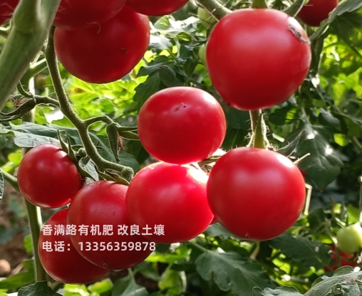 发酵鸡粪增产丰收