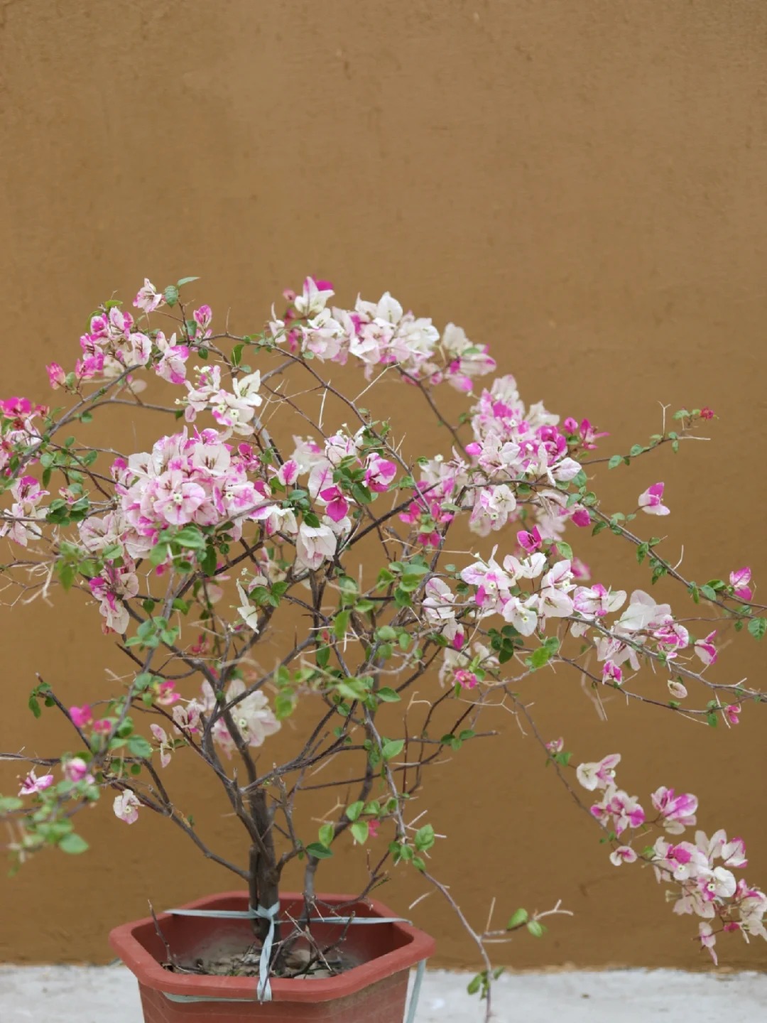 华彩仿夯土漆生产厂家【 稻草漆,稻草泥多少钱源头工厂量大优惠】aq00.com